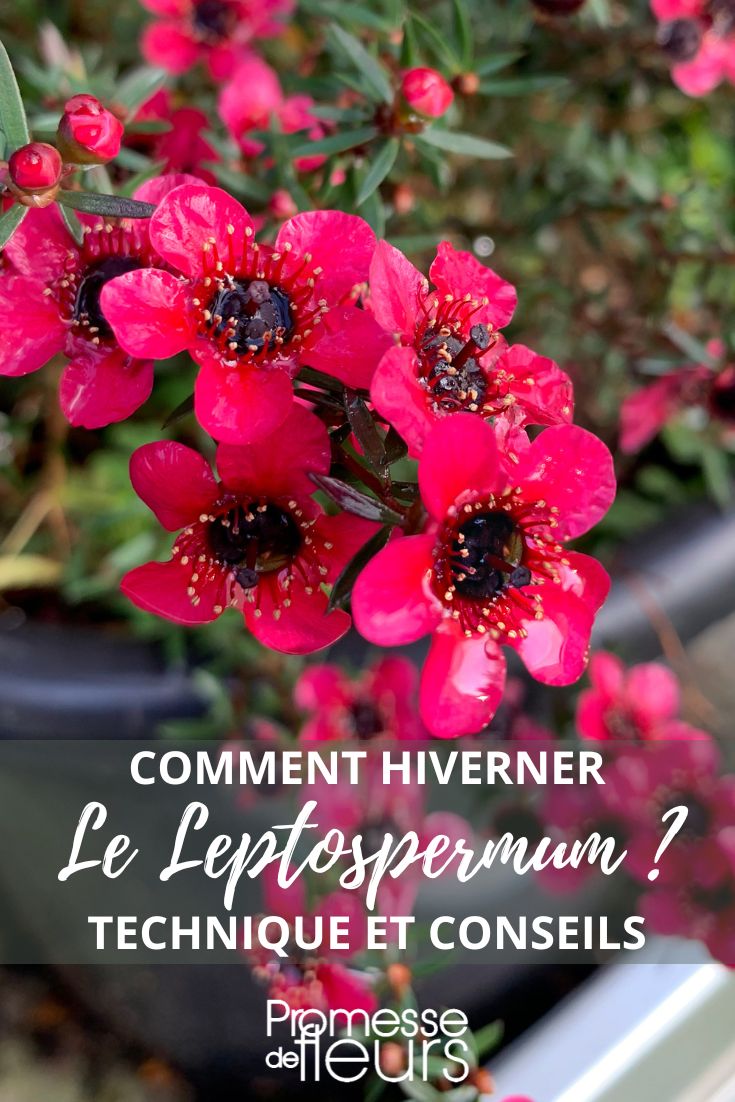 Den Leptospermum vor Kälte schützen
