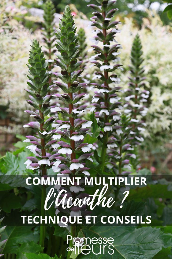 Wie man Acanthus leicht vermehren kann
