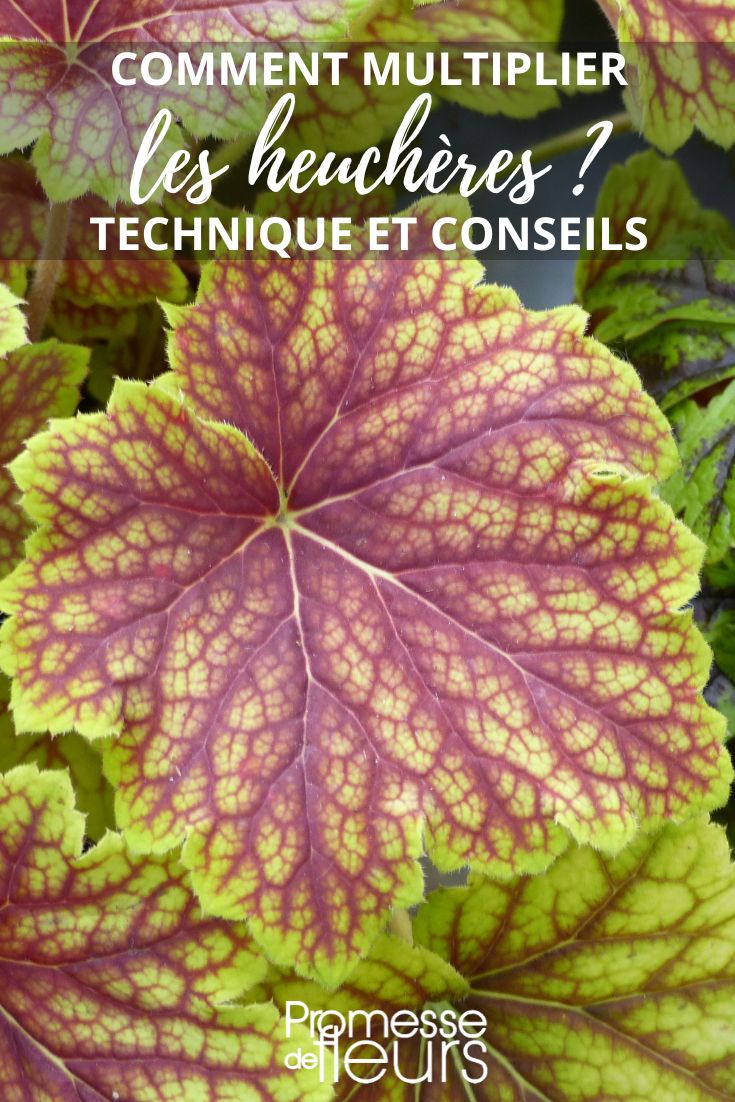 Heuchera 'Red Lightning'