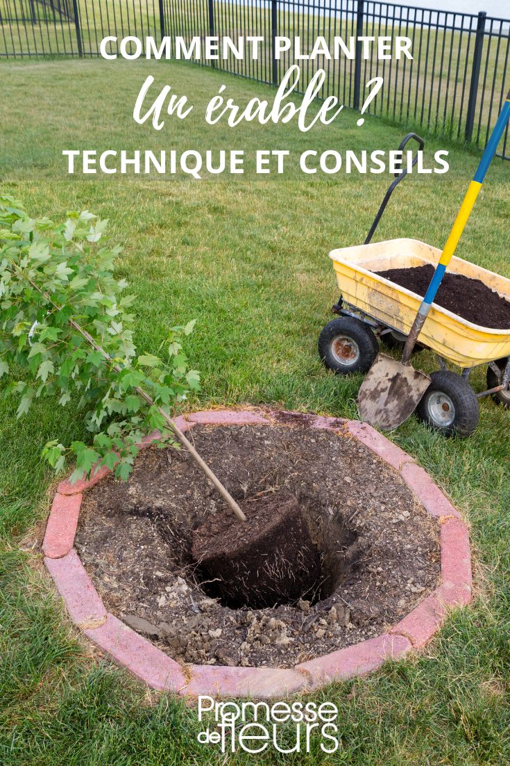 Pflanzung des Ahorns (Acer)  

Der Ahorn (Acer) ist ein beliebter Zierbaum, der mit seinen markanten Blättern und seiner attraktiven Herbstfärbung jeden Garten bereichert. Damit Ihr Ahorn optimal gedeiht, sollten Sie bei der Pflanzung einige wichtige Punkte beachten.  

### Standortwahl  
Ahorne bevorzugen einen sonnigen bis halbschattigen Standort. Einige Arten vertragen auch Schatten, doch für eine intensive Herbstfärbung ist ausreichend Licht wichtig. Der Boden sollte durchlässig, humusreich und leicht sauer bis neutral sein. Staunässe verträgt der Ahorn nicht.  

### Pflanzzeit  
Die beste Pflanzzeit ist im Herbst oder Frühjahr, wenn kein Frost herrscht. Containerpflanzen können theoretisch ganzjährig gepflanzt werden, solange der Boden nicht gefroren ist.  

### Pflanzloch vorbereiten  
Heben Sie ein Pflanzloch aus, das etwa doppelt so breit und tief wie der Wurzelballen ist. Lockern Sie den Boden gut auf und mischen Sie bei Bedarf etwas Kompost oder Pflanzerde unter.  

### Einpflanzen  
Setzen Sie den Ahorn so ein, dass der Wurzelballen auf gleicher Höhe mit dem umgebenden Boden liegt. Füllen Sie das Loch mit Erde auf und treten Sie diese vorsichtig fest. Anschließend gut angießen, damit sich die Erde setzt.  

### Pflege nach der Pflanzung  
Halten Sie den Boden in den ersten Wochen gleichmäßig feucht, aber nicht nass. Eine Mulchschicht hilft, die Feuchtigkeit zu speichern und Unkraut zu unterdrücken.  

Mit der richtigen Pflanzung und Pflege wird Ihr Ahorn viele Jahre lang eine prächtige Zierde in Ihrem Garten sein!