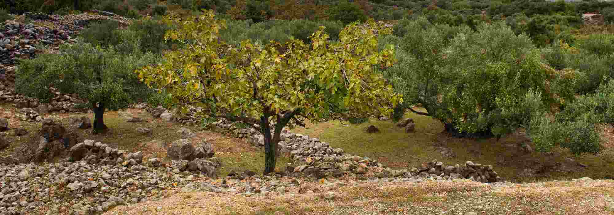 5 Obstbäume für kalkhaltigen Boden