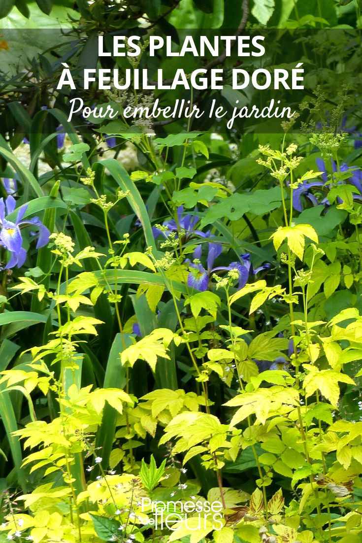 Filipendula ulmaria (Mädesüß)