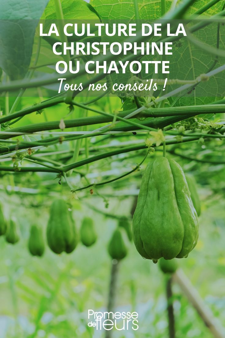 Chayote