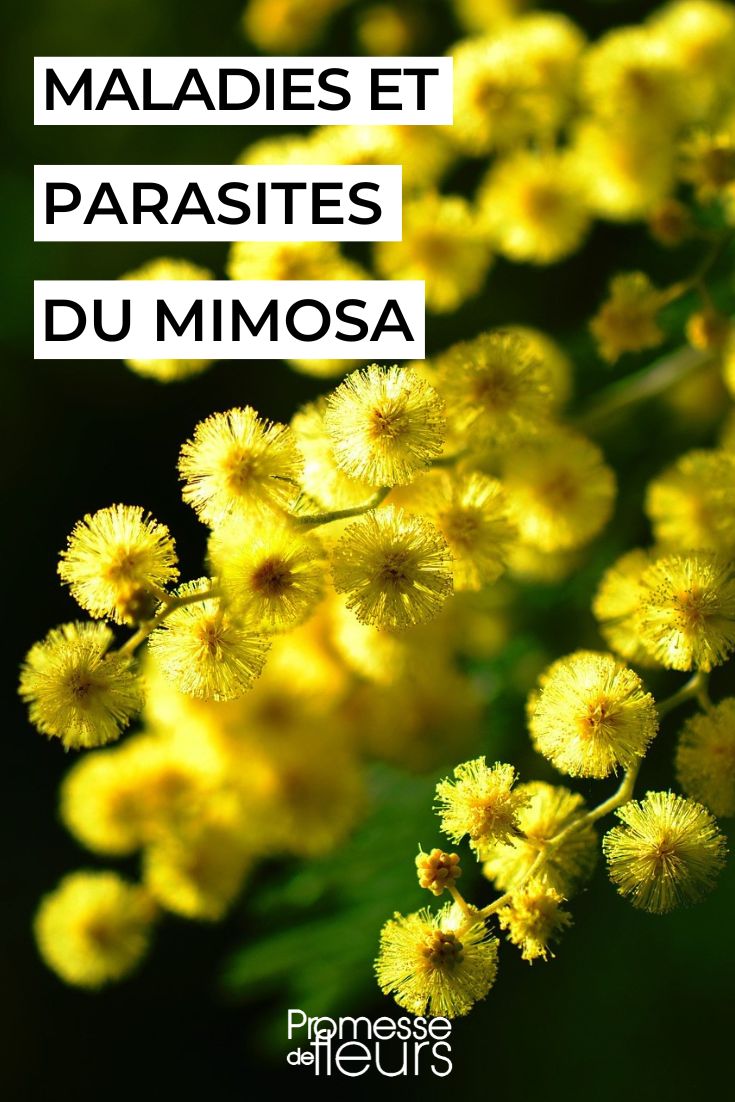 kranker Mimosa