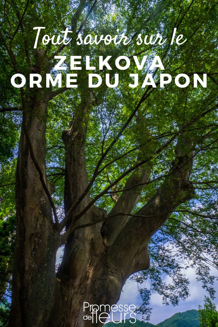 Japanische Zierkirsche