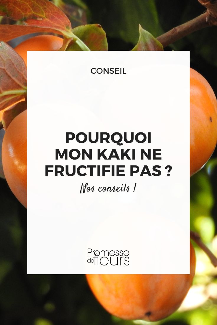 Alle unsere Tipps, damit Ihr Kakibaum mit schönen orangefarbenen Früchten bedeckt ist