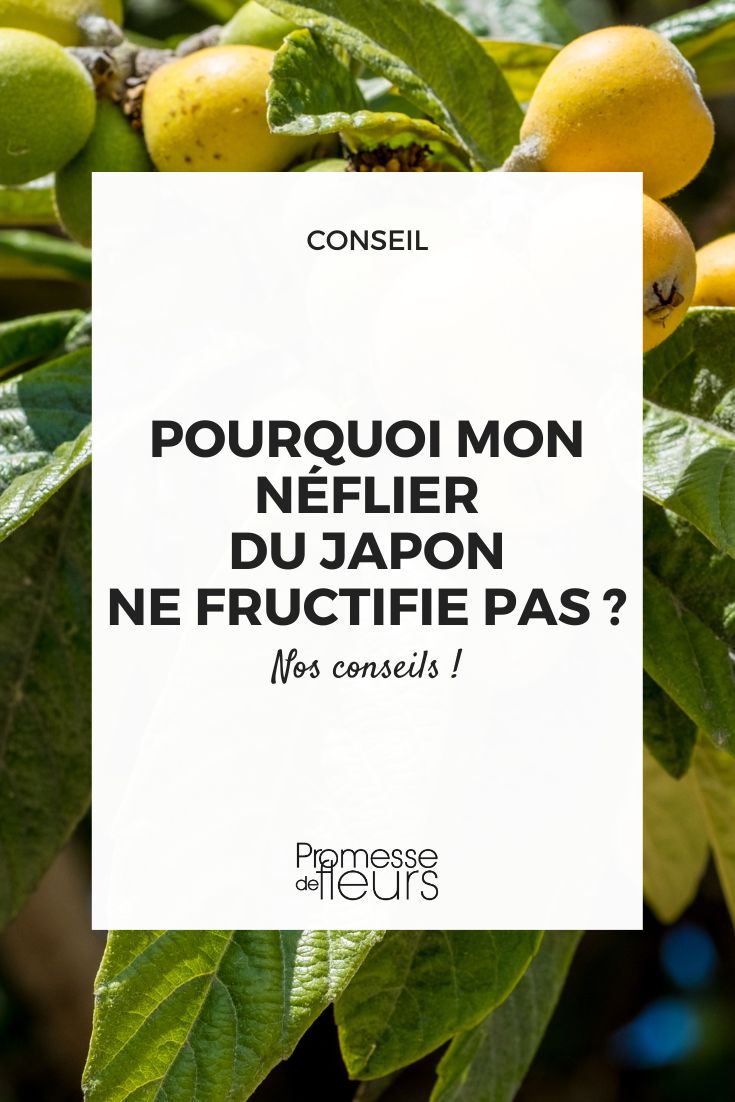 Nispel