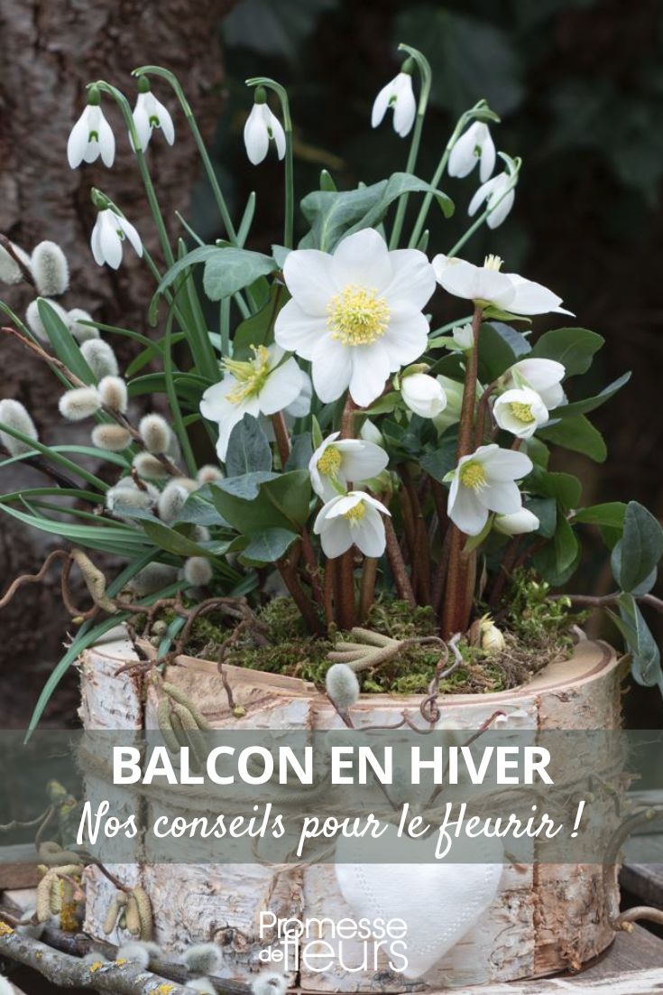 Schneeglöckchen und Christrose