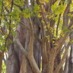 Zelkova - Japanische Ulme: Pflanzen und Pflegen