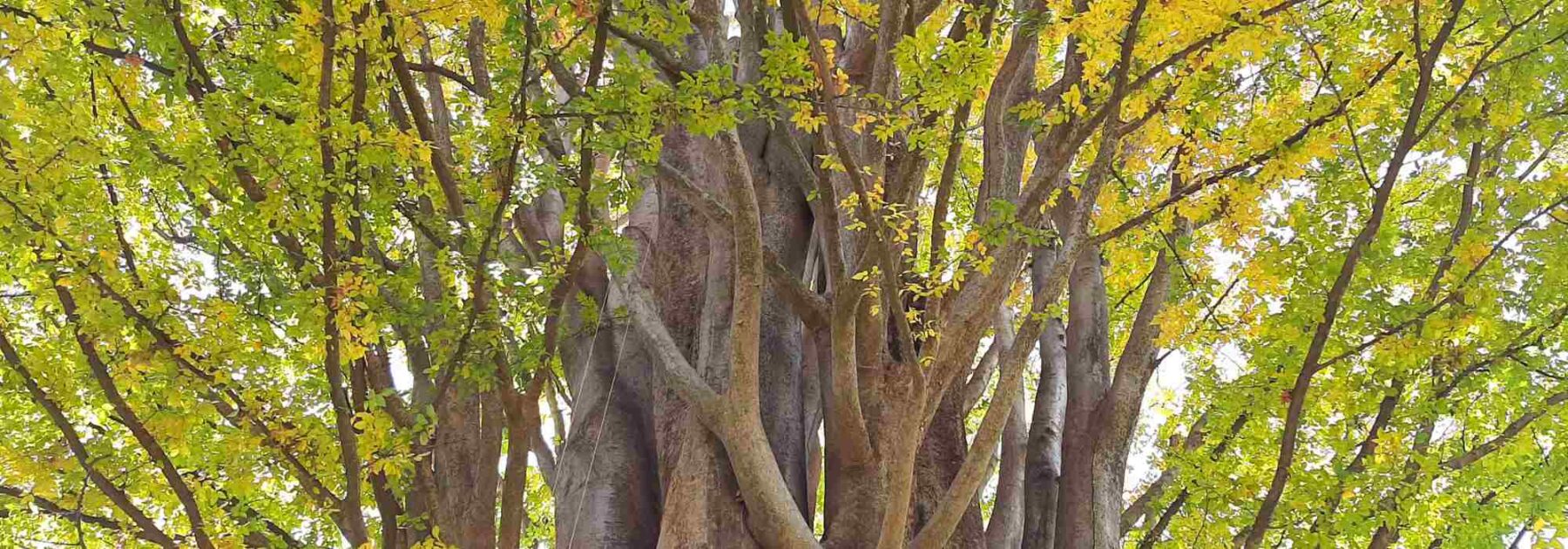 Zelkova - Japanische Ulme: Pflanzen und Pflegen