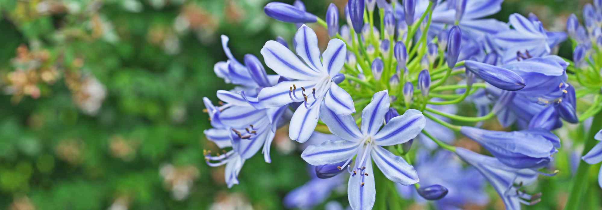 Zweifarbige Schmucklilie: 5 Top-Sorten