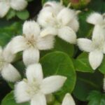Pflegeleichter Garten: 5 Bäume und Sträucher für jedes Klima