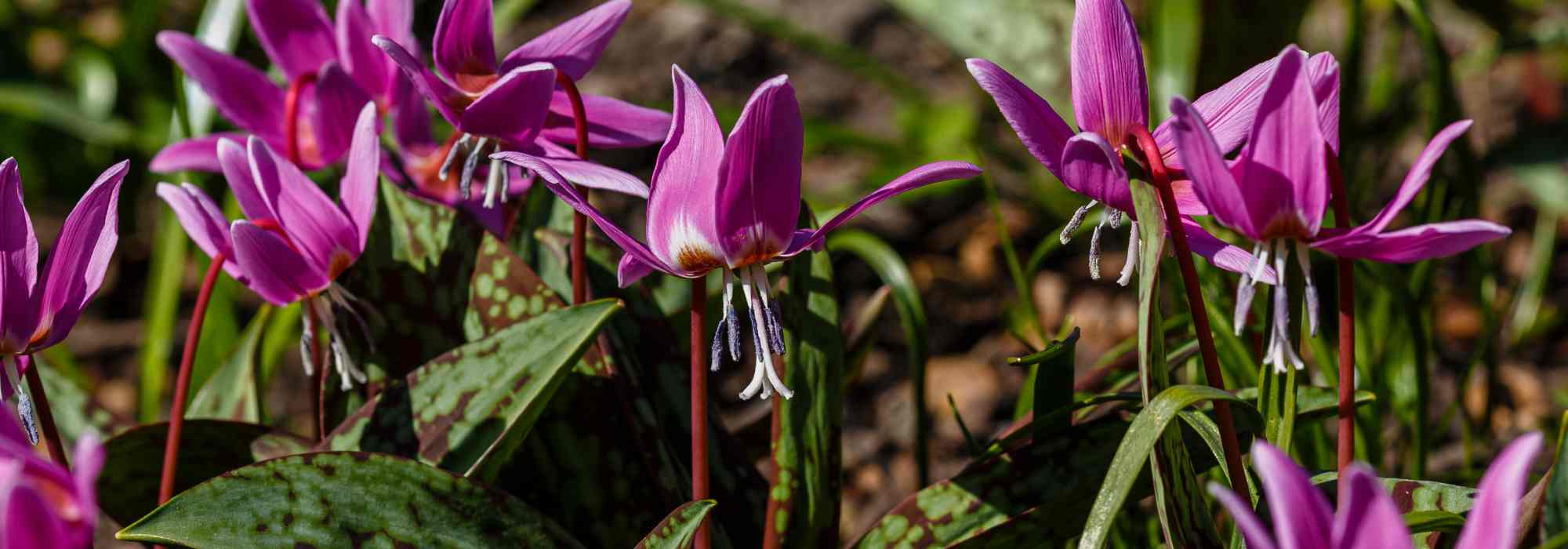 Erythronium kombinieren