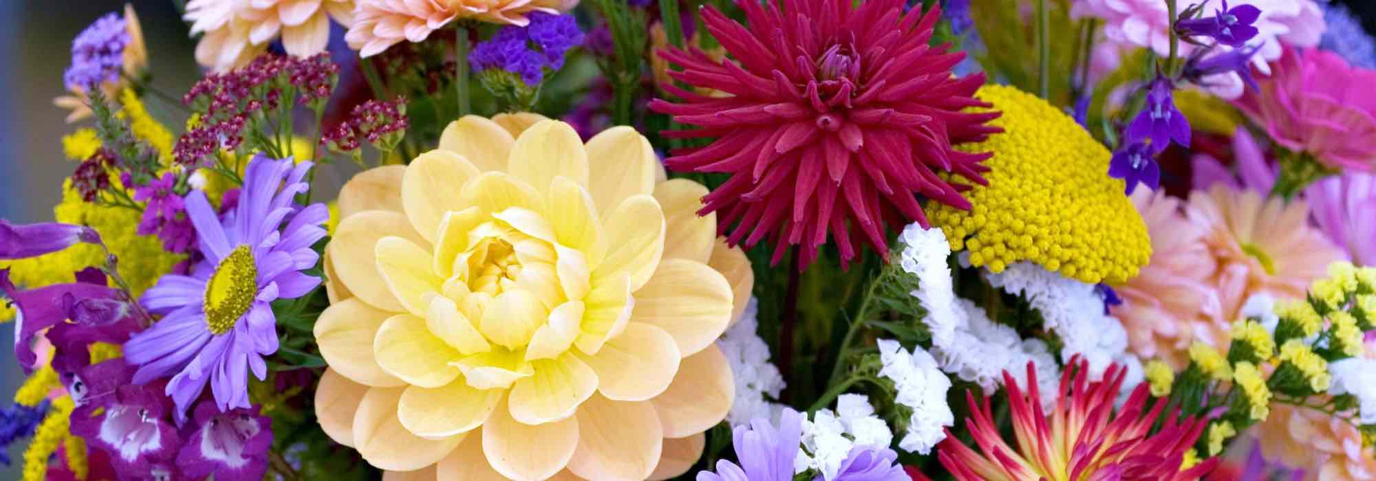Blumenzwiebeln für eigene Sträuße pflanzen!