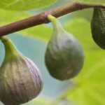 6 Feigenbäume für Südfrankreich