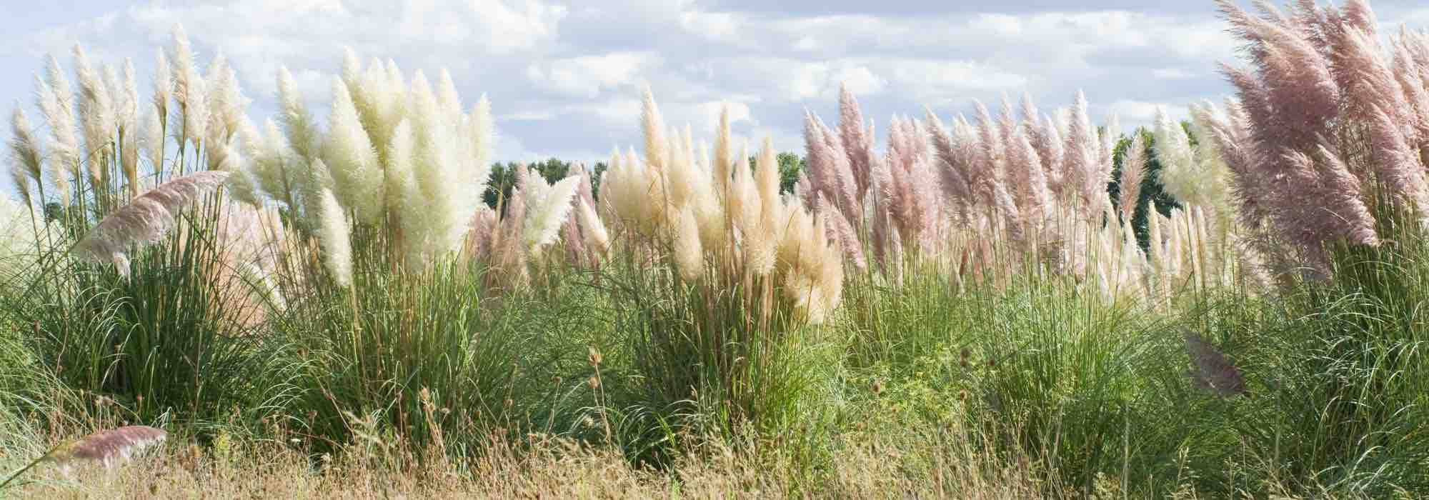 Invasives Pampasgras: Eindämmen oder entfernen?