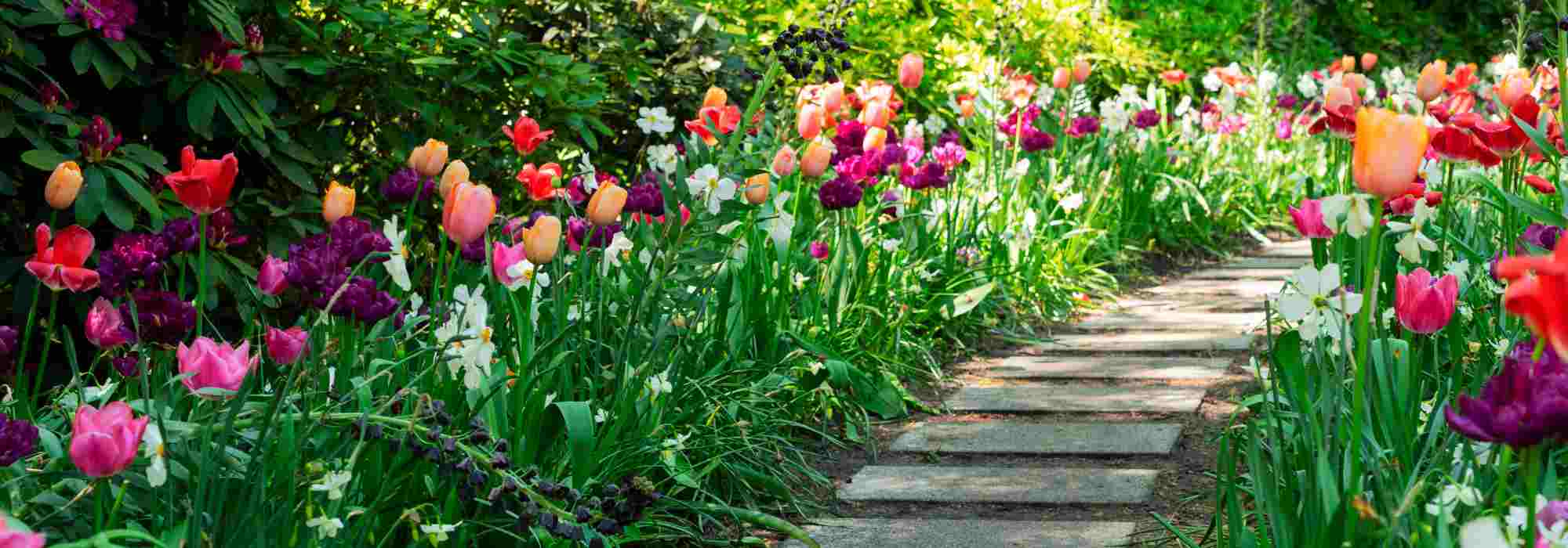 Garten im Vorfrühling: attraktiv und blühend