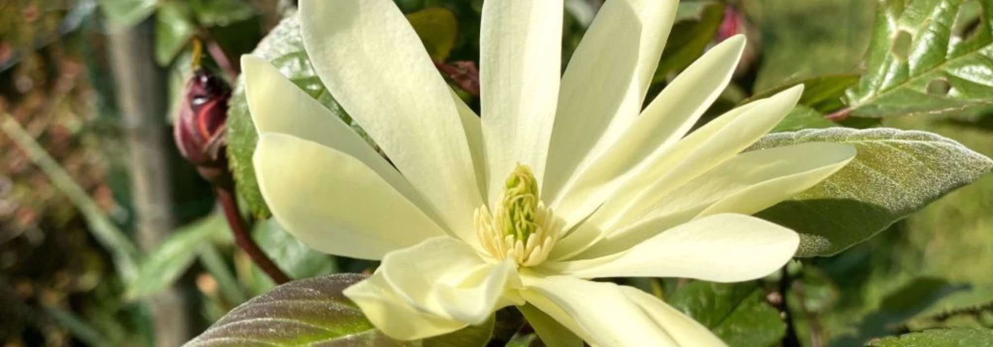 7 Magnolien mit duftender Blüte