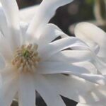 7 Magnolien für kleine Gärten