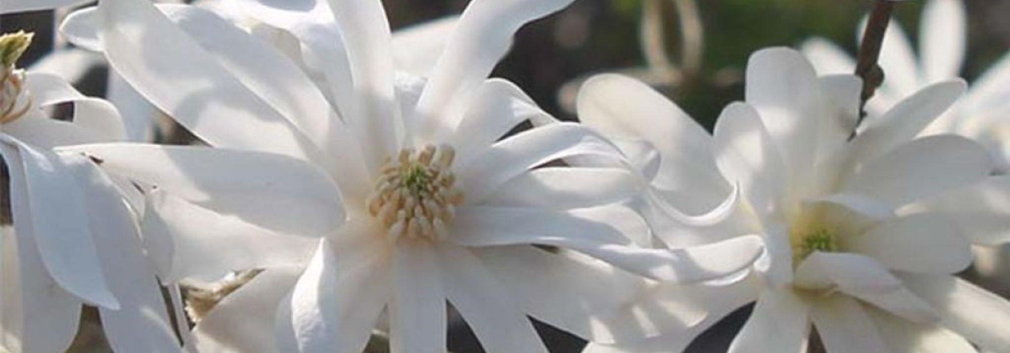 7 Magnolien für kleine Gärten