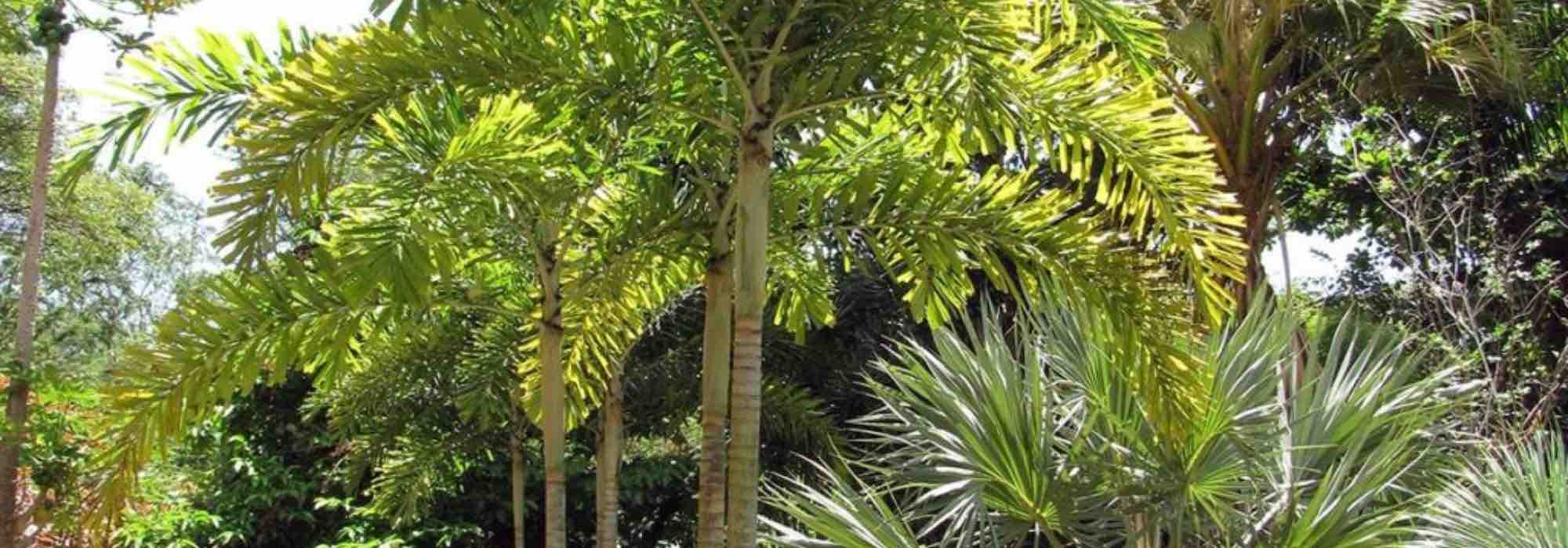 7 XXL-Palmen für große Gärten