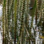 Winterhärteste Wasserpflanzen