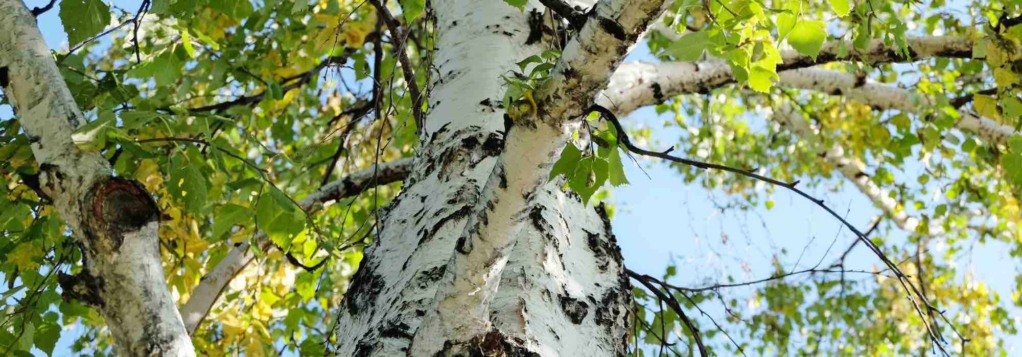 Pionierpflanzen: wertvoll für die Biodiversität