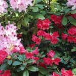 7 Zwerg-Rhododendren für kleine Gärten und Töpfe