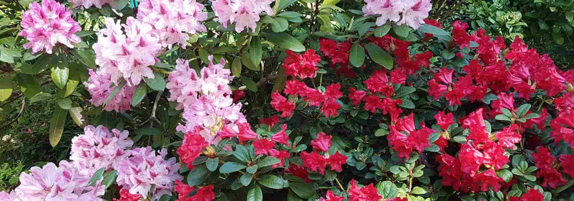 7 Zwerg-Rhododendren für kleine Gärten und Töpfe