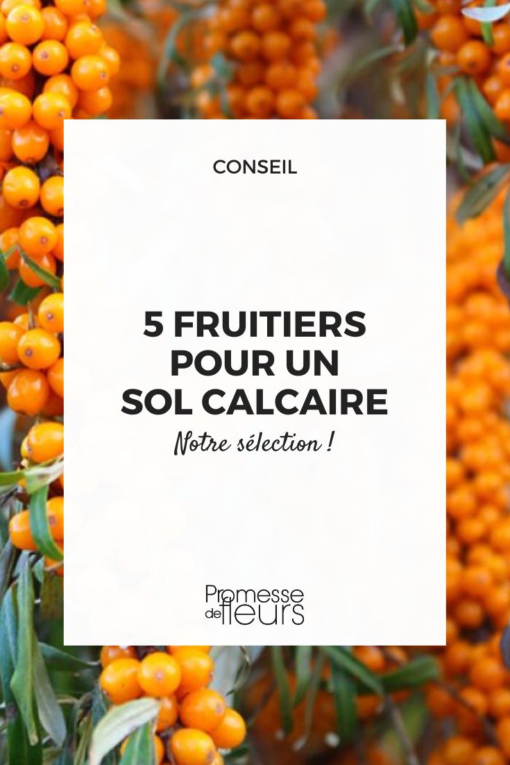 Hippophae rhamnoides (Sanddorn)