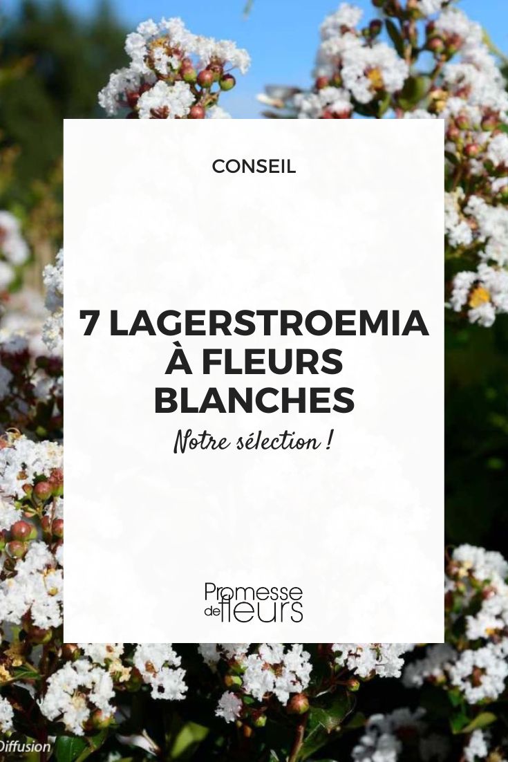 Lagerstroemia indica 'Sommerschnee'