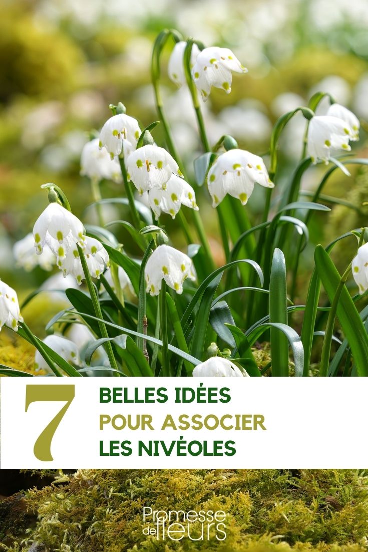 Hier ist die Übersetzung des Begriffs "Leucojum" ins Deutsche:

"Leucojum" (deutscher Name: "Knotenblume" oder "Märzenbecher")