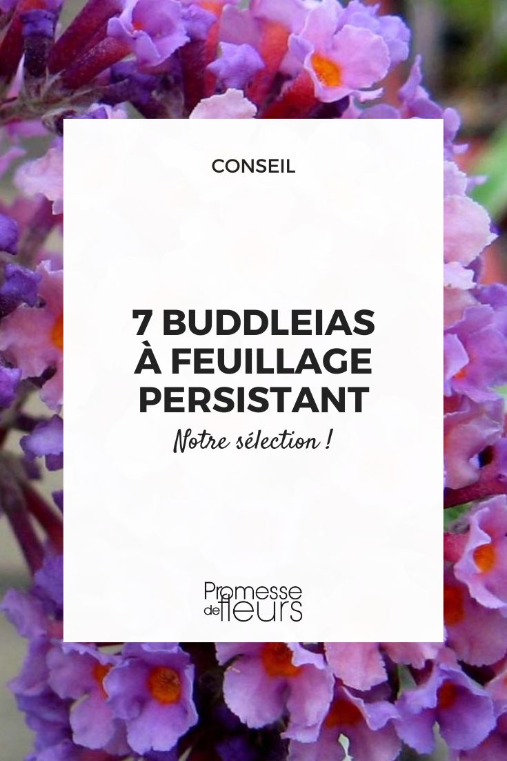 Buddleia Flower Power