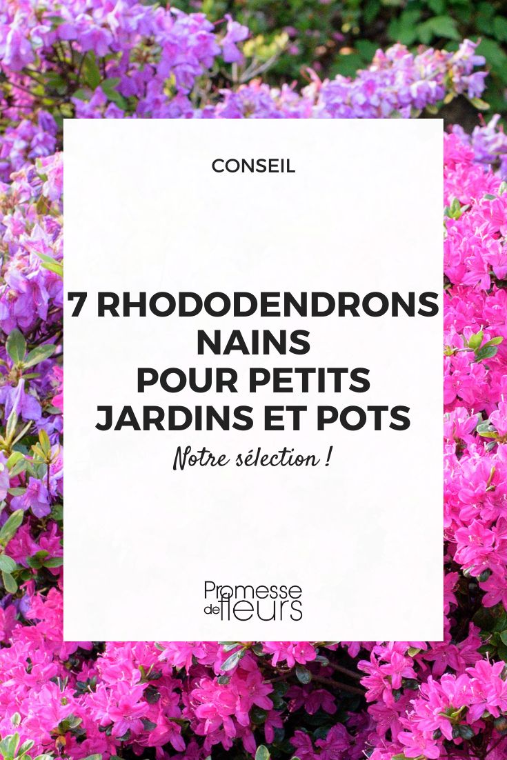 Zwerg-Rhododendron-Sorten