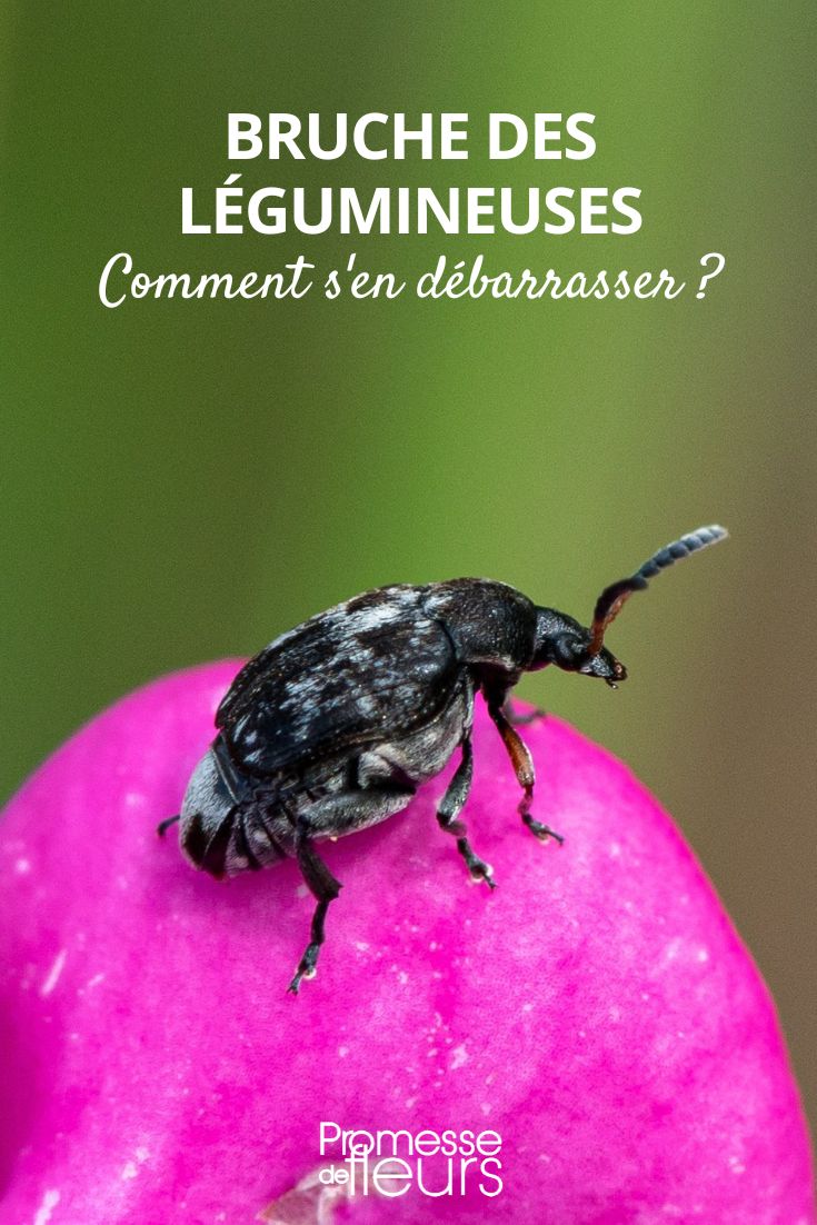 die Bruchkäfer bekämpfen