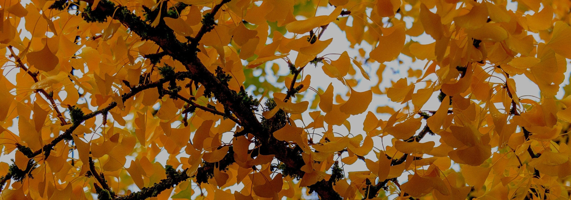 Ginkgo biloba kaufen: Einkaufsratgeber