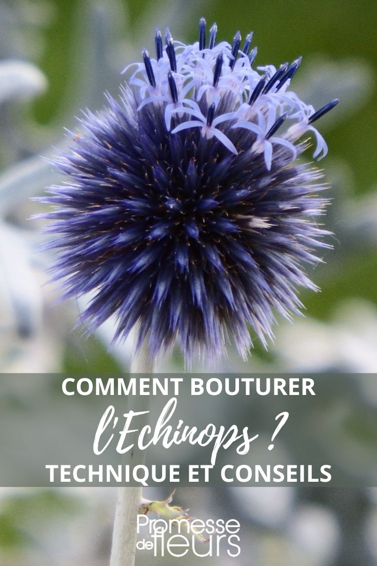 Echinops ritro