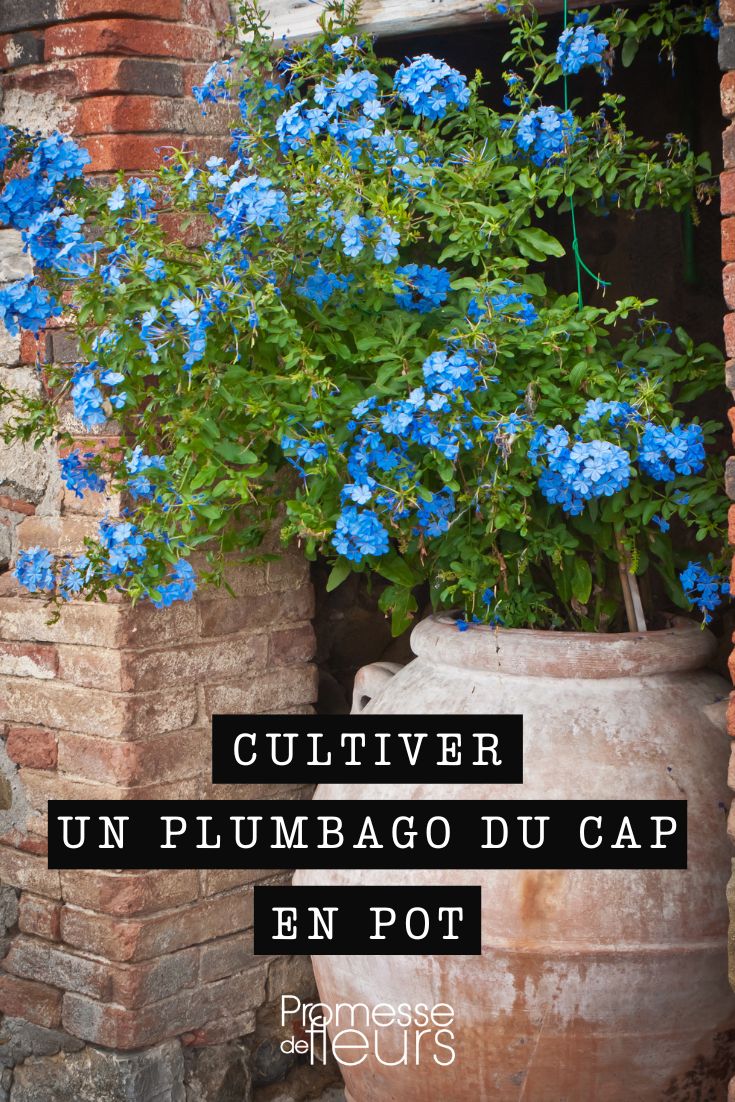 Plumbago (Bleiwurz)