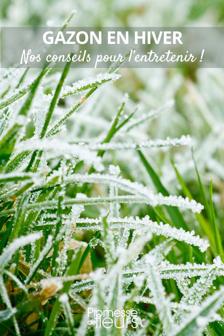 Gras und Schnee