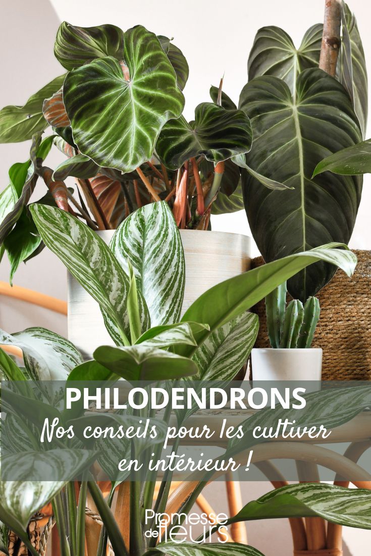 Philodendron im Haus