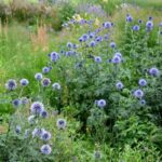 Kugeldistel durch Stecklinge vermehren