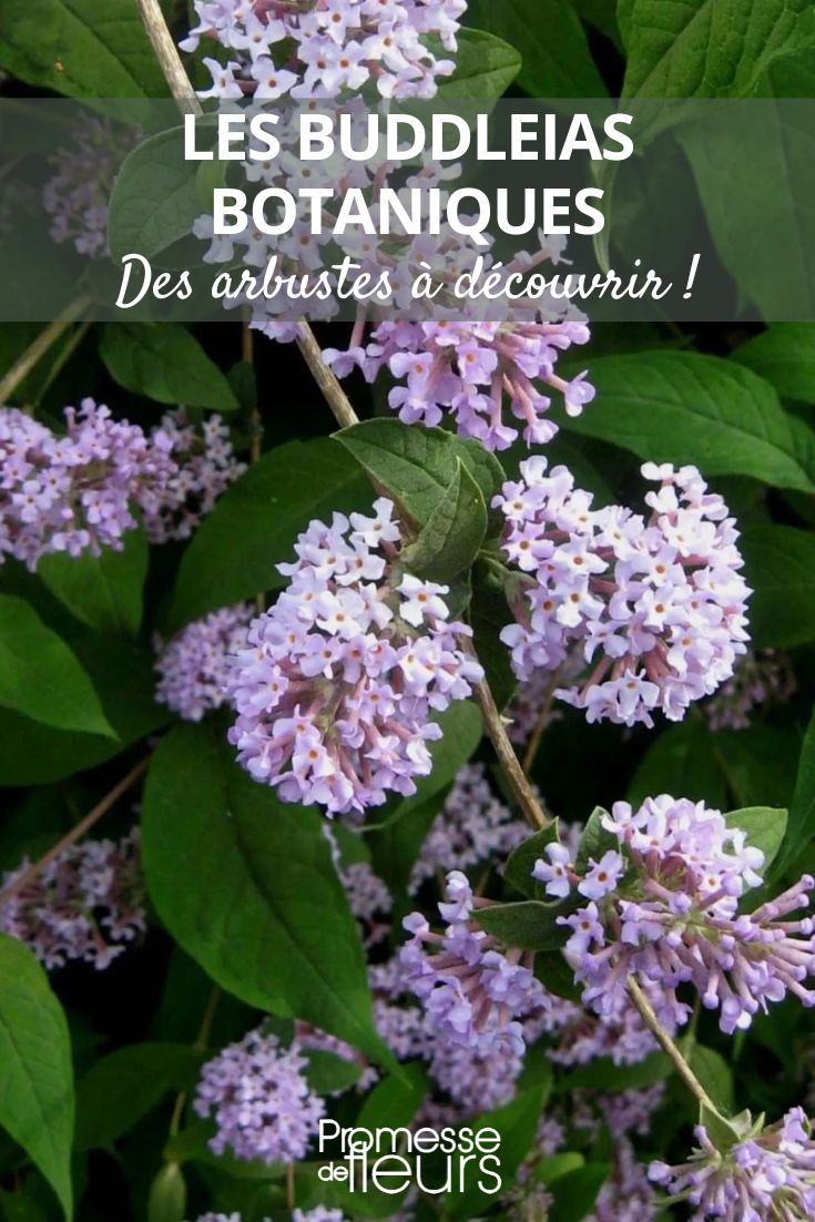 Buddleja delavayi