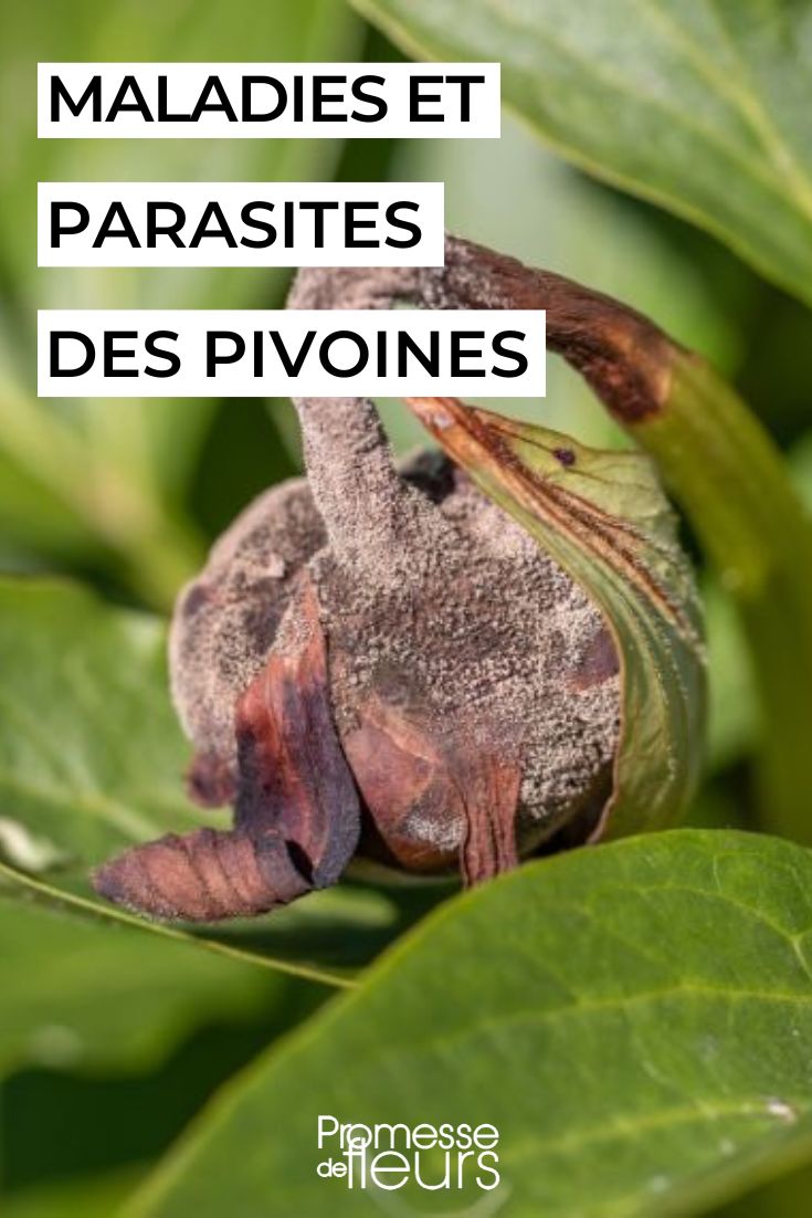 Pivoinenkrankheit