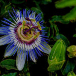Passionsblumen: 5 faszinierende Sorten
