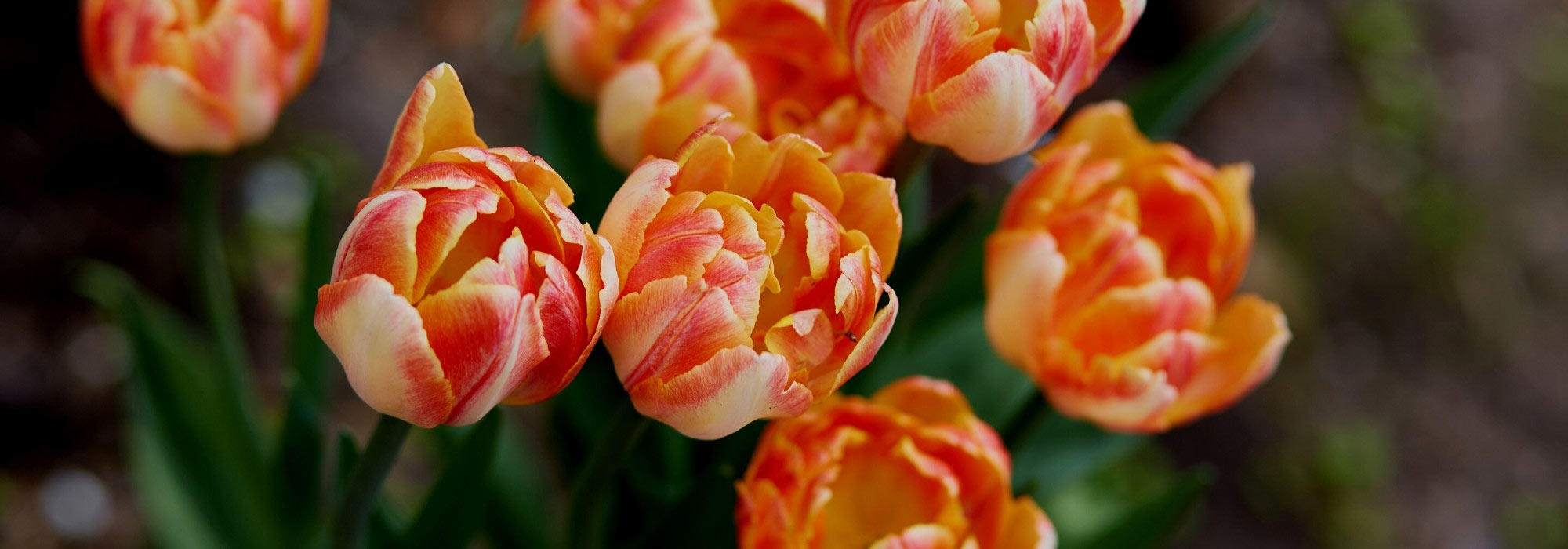 Tulpen verblüht: Was tun?