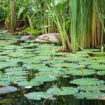 Perfekter Teich: Wasser im Gleichgewicht