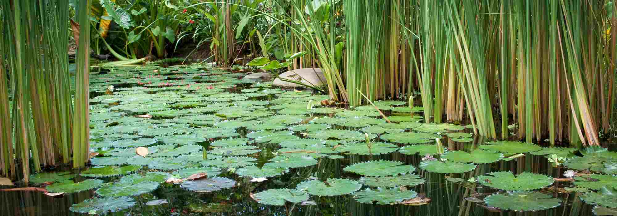 Perfekter Teich: Wasser im Gleichgewicht