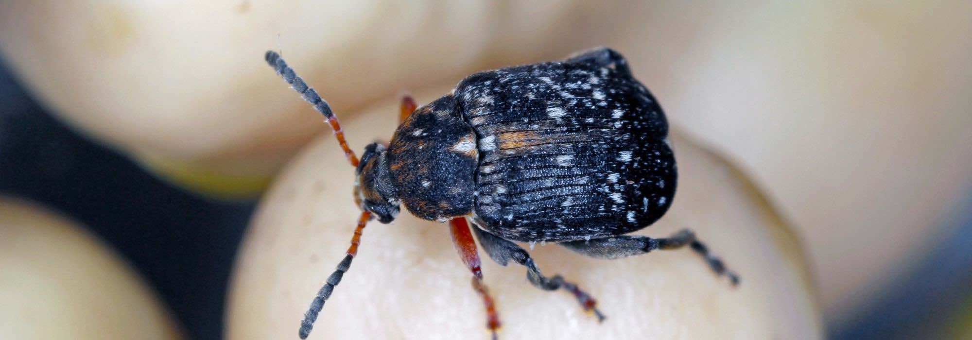 Hülsenfruchtkäfer: Was ist das? Was tun?