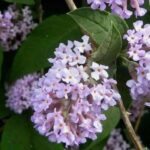 Botanische Sommerflieder: Sträucher zum Entdecken!