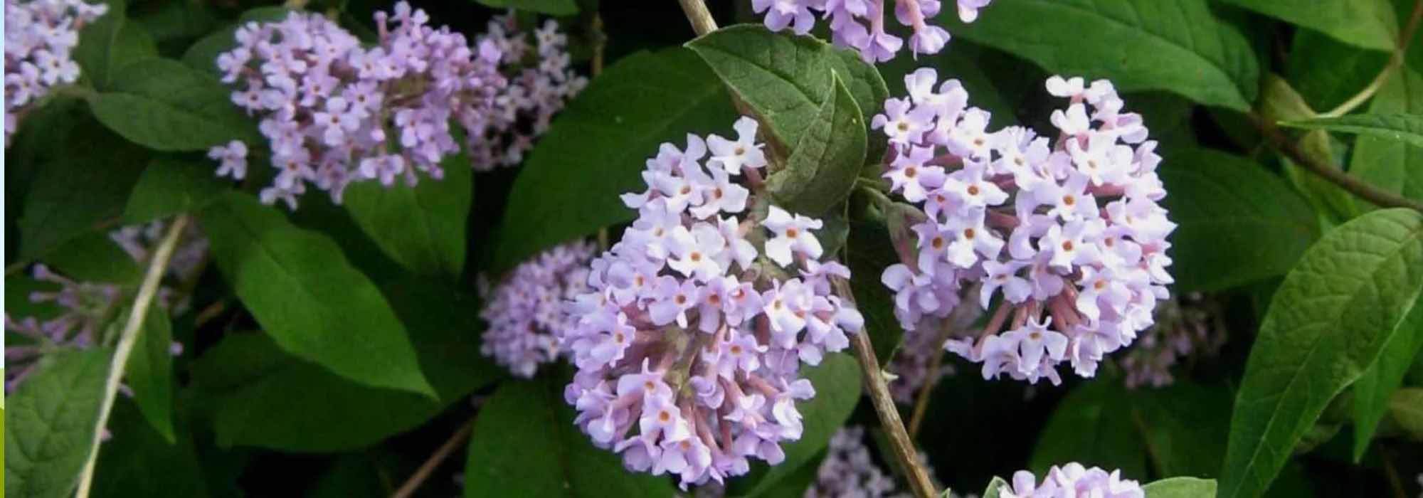 Botanische Sommerflieder: Sträucher zum Entdecken!